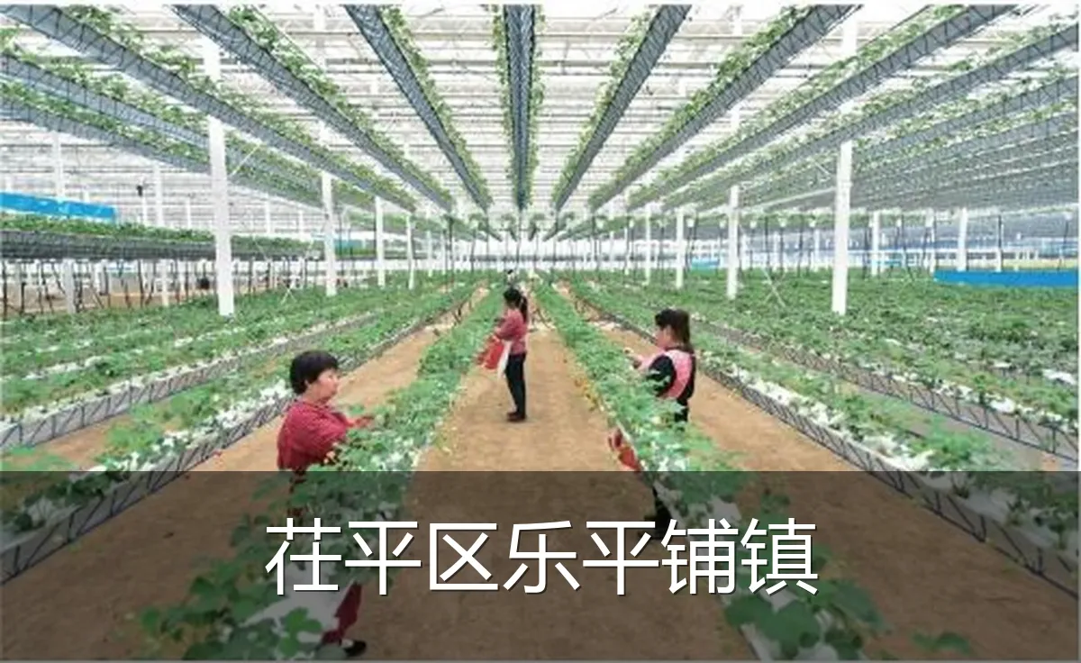 茌平区乐平铺镇