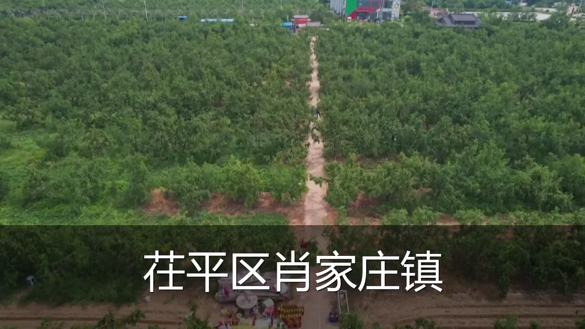 茌平区肖家庄镇