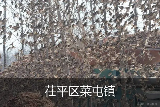 茌平区菜屯镇